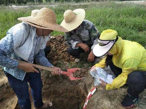 土壤剖面采样（土壤剖面采样时）