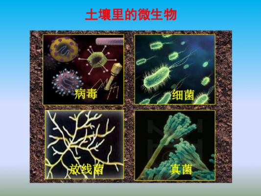 从土壤中分离微生物（从土壤中分离微生物为什么要稀释）