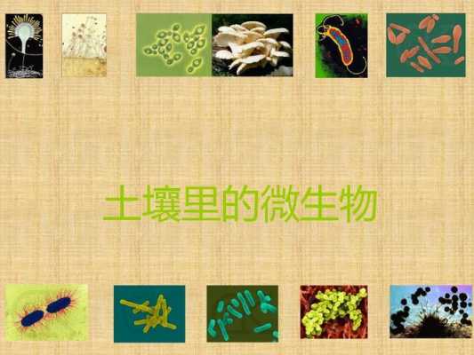 土壤生物包括（土壤生物包括 A土壤动物B植物C微生物）