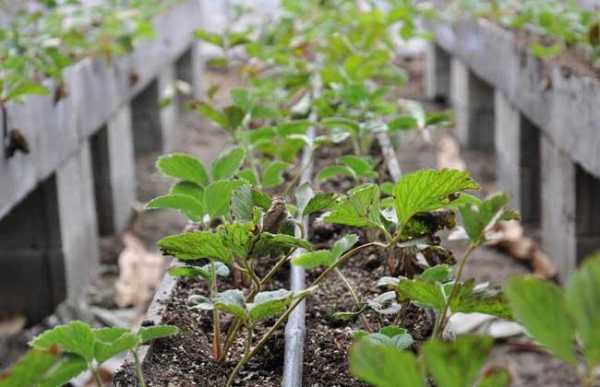 土壤种植库（草莓适合什么土壤种植）