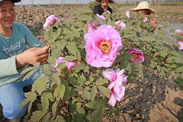 牡丹种植土壤要求（牡丹种植土壤要求标准）-图1