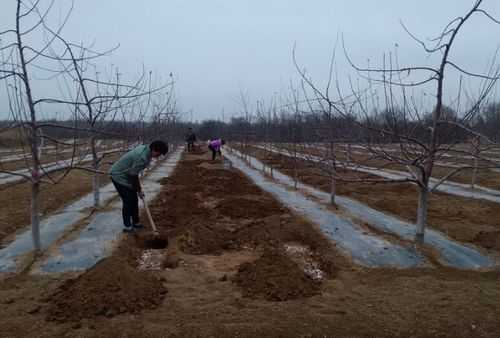 苹果园的土壤含施肥（苹果园需要什么肥料）