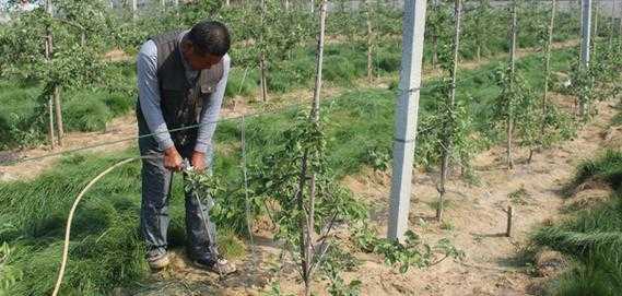 苹果园的土壤含施肥（苹果园需要什么肥料）-图2