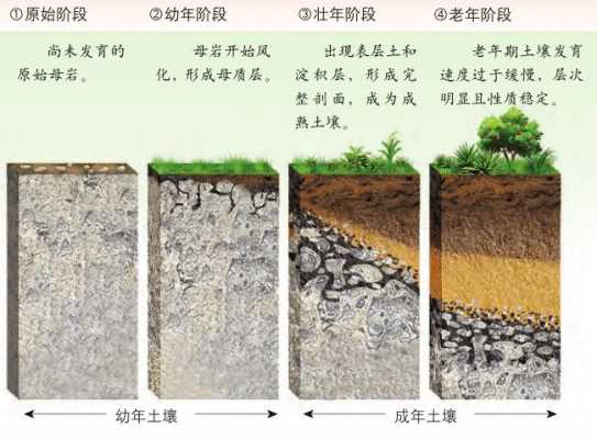 土壤圆土（土壤的成土过程）-图1