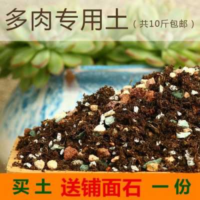 多肉植物要什么土壤（多肉植物要什么土壤最好）-图2