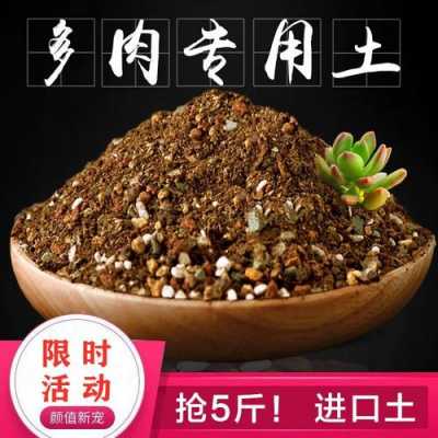 多肉植物要什么土壤（多肉植物要什么土壤最好）-图3