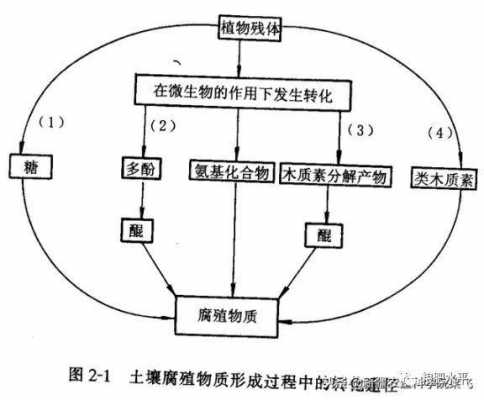 土壤有机质转化（土壤有机质转化的两种类型）-图1