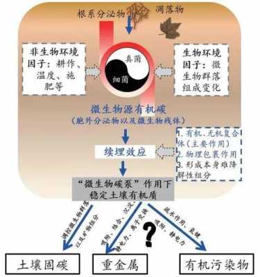 土壤有机质转化（土壤有机质转化的两种类型）-图2