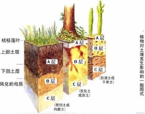 土壤层面（土壤层的作用）