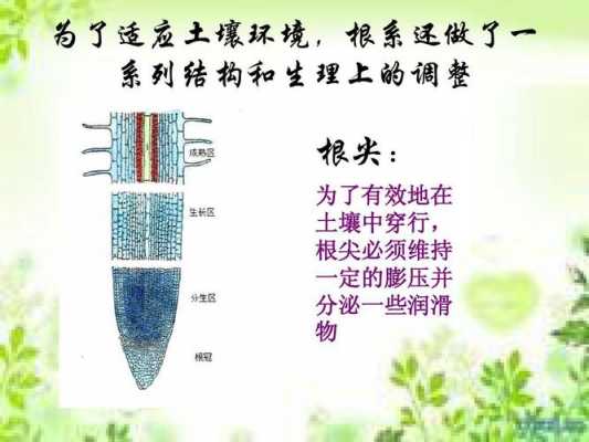 土壤对根系的影响（土壤对根系的影响有哪些）-图3