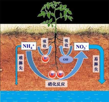 土壤氨氮氧化（土壤氨氮超标的处理方法）-图3