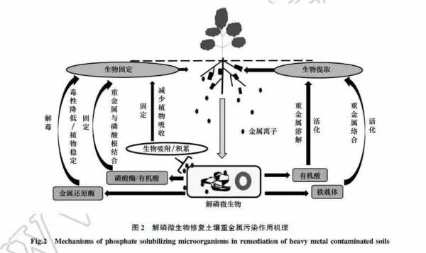 微生物土壤修复技术（土壤的微生物修复）-图3