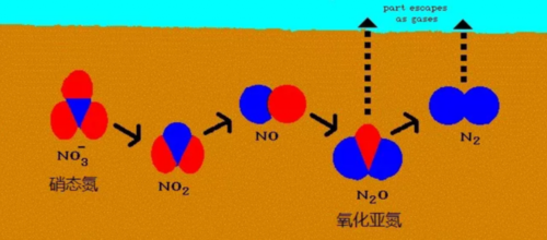 土壤反硝化（土壤反硝化过程会引起土壤氮的损失）