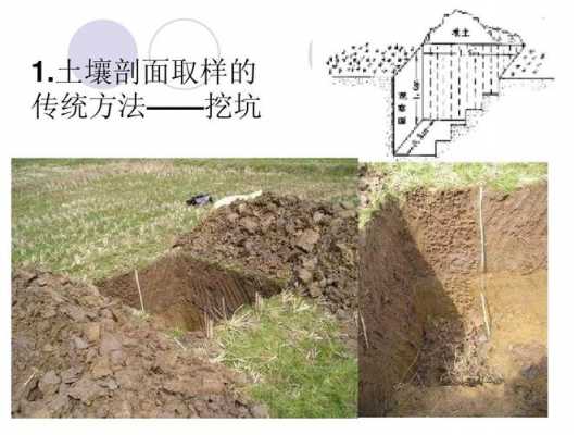 土壤陡坎（土壤断面图）