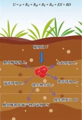 土壤有害微生物微生物（土壤中有害微生物）-图3