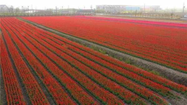 关于花海土壤要求的信息