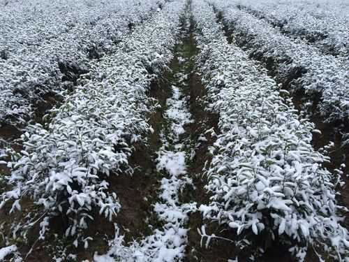 土壤浸制液（土壤浸制液可以人造雪景模型吗）