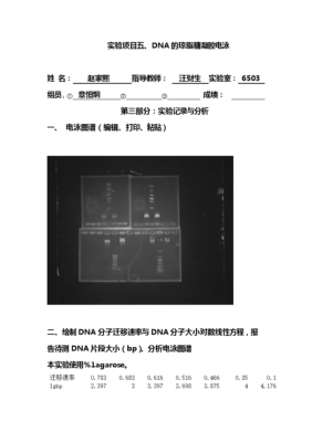 土壤总dna（土壤总DNA提取实验报告）