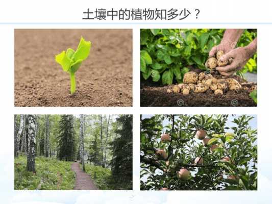 土壤能为植物提供什么（土壤能为植物提供什么营养物质）-图3