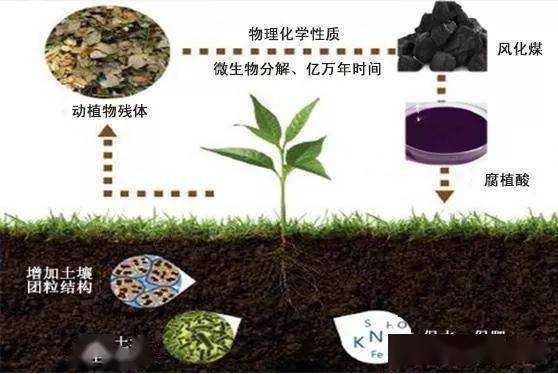 好氧土壤（分析好氧堆肥的基本原理,好氧堆肥化的微生物）-图1