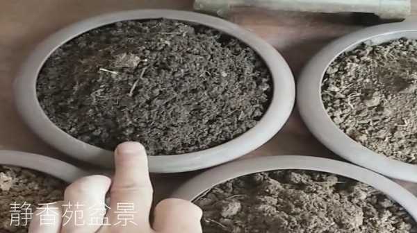 盆景土壤哪种（盆景土壤哪种好养）-图1