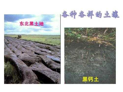 东北平原土壤肥沃但与（东北平原土壤肥沃有机质来自于哪里）