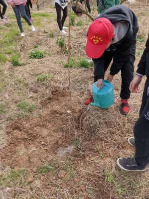 植树对土壤（植树对土壤的影响）-图3