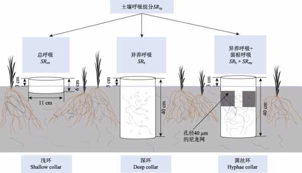 土壤呼吸单位（土壤呼吸单位是什么）-图3