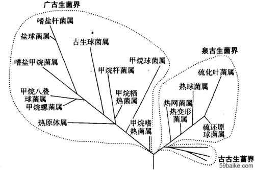 土壤古菌分类（土壤菌群有哪些）-图1