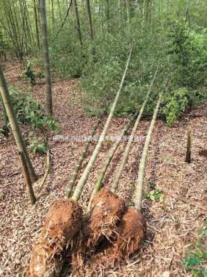 楠竹种植土壤（楠竹种植土壤要求）-图2