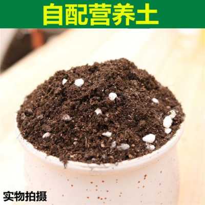 多肉植物用什么土壤养（多肉用什么土壤种植）