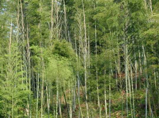 毛竹林土壤（毛竹林里种植什么比较好）