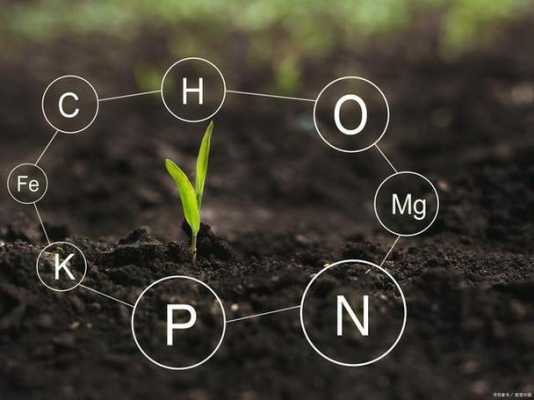 土壤磷元素（土壤磷元素过多怎么办）-图2