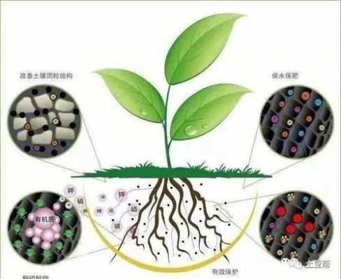 土壤中的生物（土壤中的生物和非生物）-图2