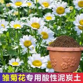 雏菊的土壤（雏菊可以土培吗）-图1