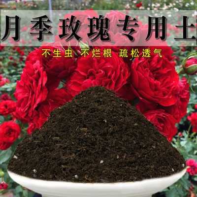 玖瑰土壤（玖瑰花用什么土壤）-图1