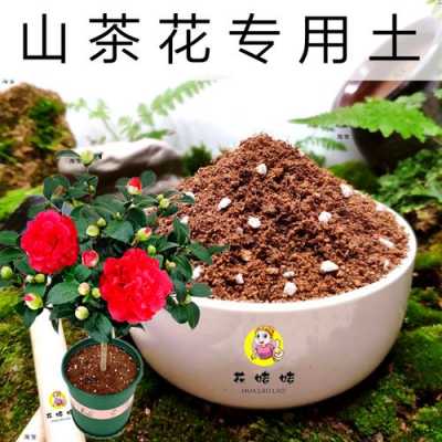 关于山茶土壤的信息