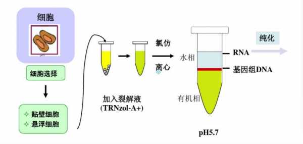 土壤rna提取（土壤dna提取浓度很低怎么办）