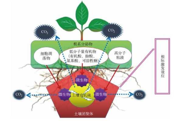 土壤根际效应（土壤的生物效应）