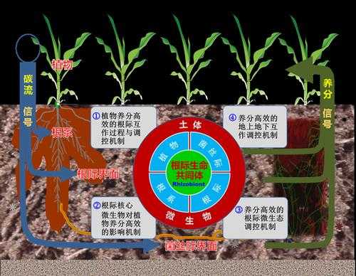 土壤根际效应（土壤的生物效应）-图3