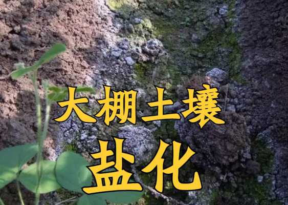 土壤灌水洗盐（盐水浇过的土还能种树吗）-图1