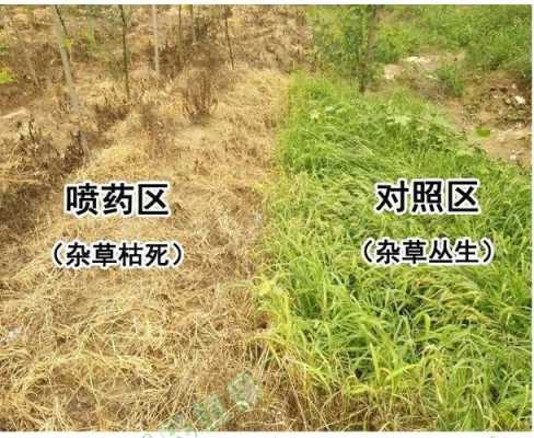 土壤杂草封闭农药（封闭药除草剂对土地有危害吗）-图2