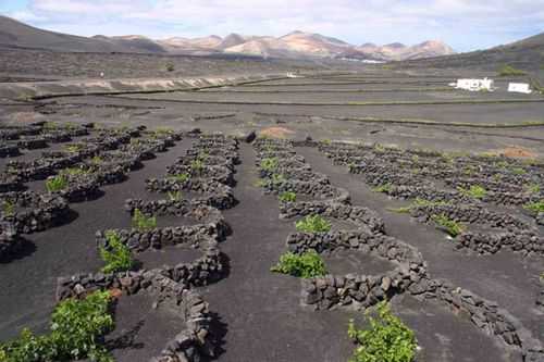 火山灰土壤（火山灰土壤种茶）-图1