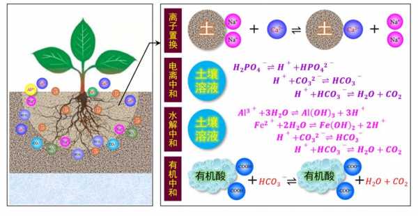 土壤反力（什么叫土壤反应）-图3