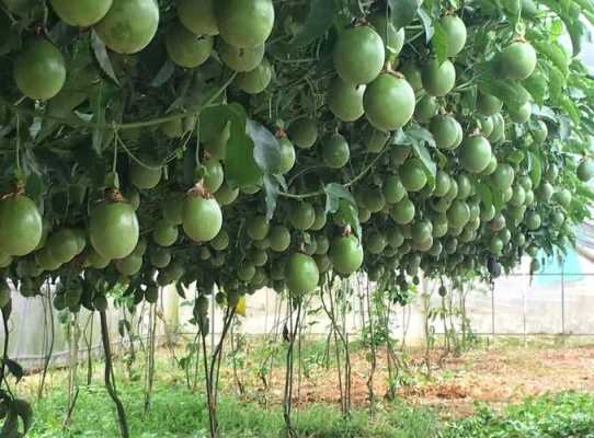 百香果种植土壤酸性（百香果适合酸性土壤吗）-图1