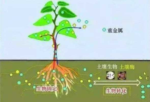 有机肥土壤改良（有机肥料在土壤改良的作用）-图3