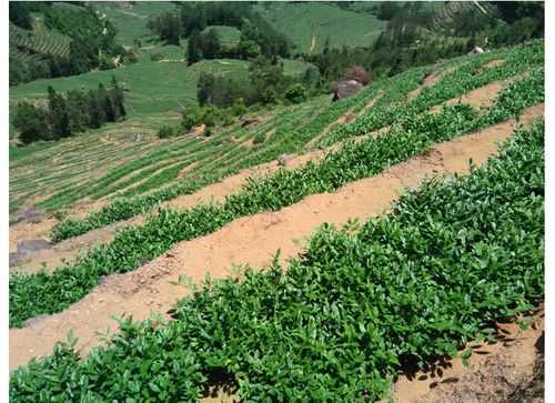 茶土壤改良（茶叶 土壤）