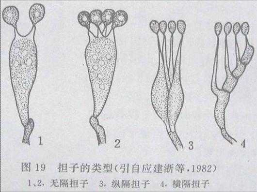 土壤长孢子（土孢子是什么）-图3