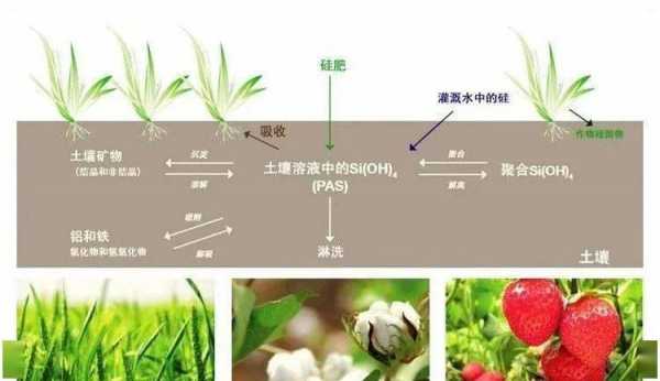 二氧化硅调理土壤（二氧化硅在农业种植上面的用途）-图2