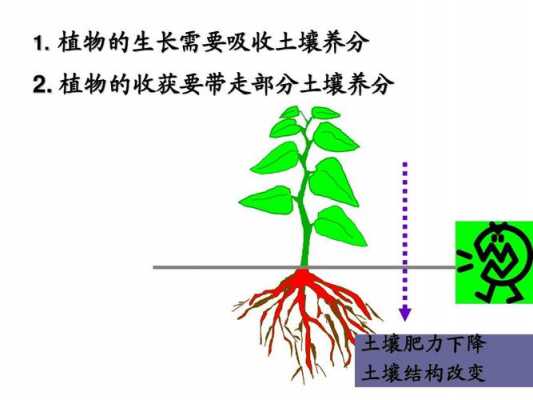 土壤对（土壤对植物生长的作用）-图2